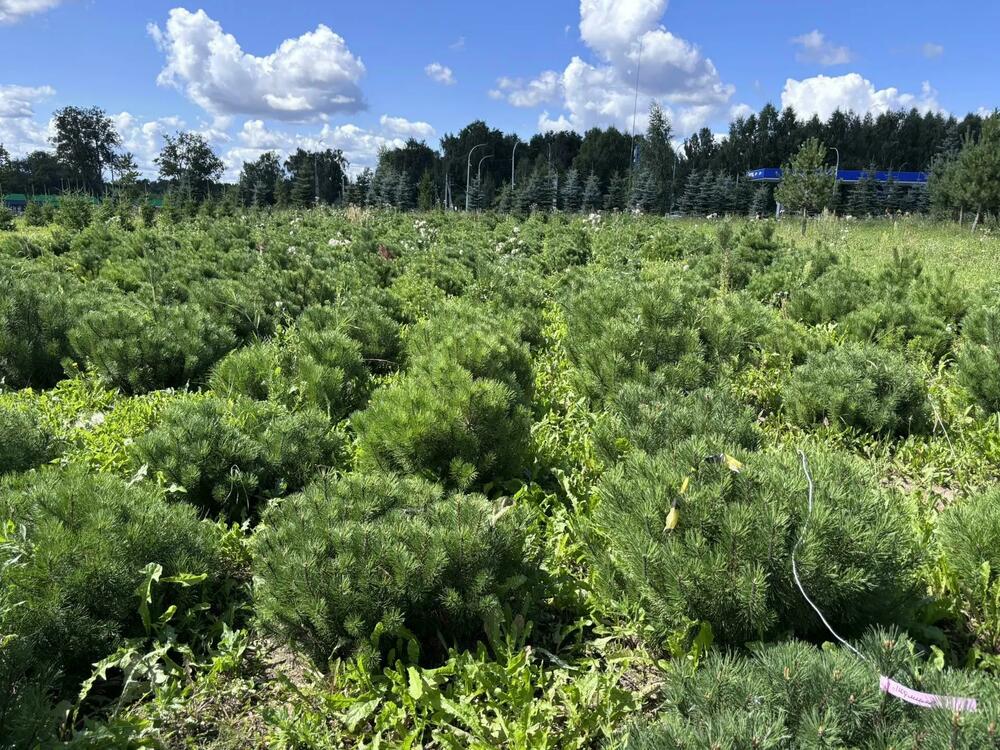 Сосна горная (Pinus mugo)