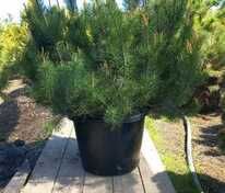 Сосна горная (Pinus mugo)