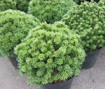 Сосна горная Бенжамин (Pinus mugo 'Benjamin')