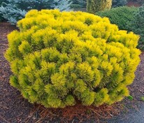 Сосна горная Карстенс Винтерголд (Pinus mugo 'Carsten\'s Wintergold')