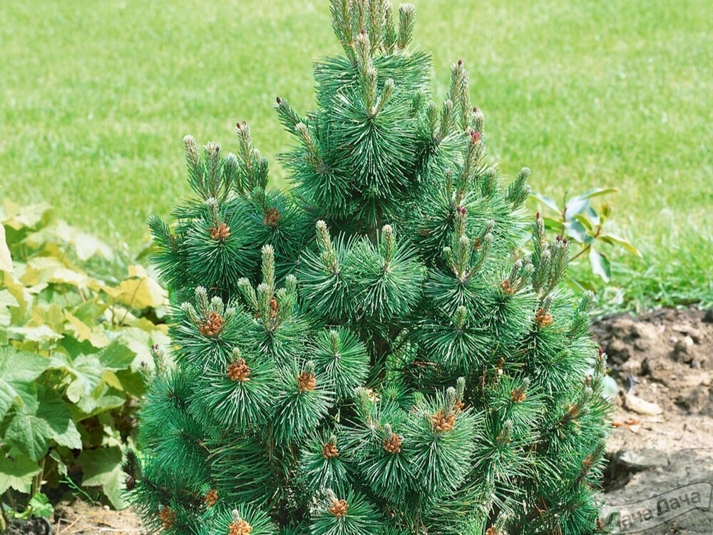 Сосна горная Колумбо (Pinus mugo 'Columbo')