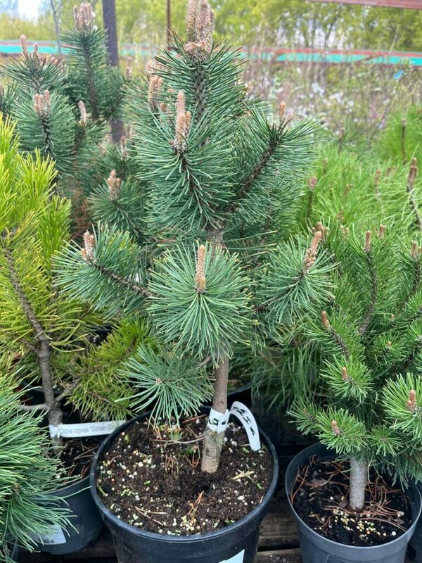 Сосна горная Колумбо (Pinus mugo 'Columbo')