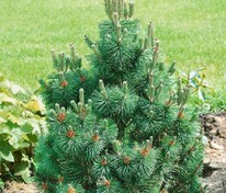 Сосна горная Колумбо (Pinus mugo 'Columbo')