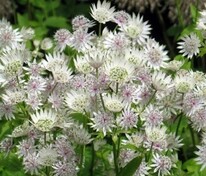 Астранция крупная Альба (Astrantia major 'Alba')