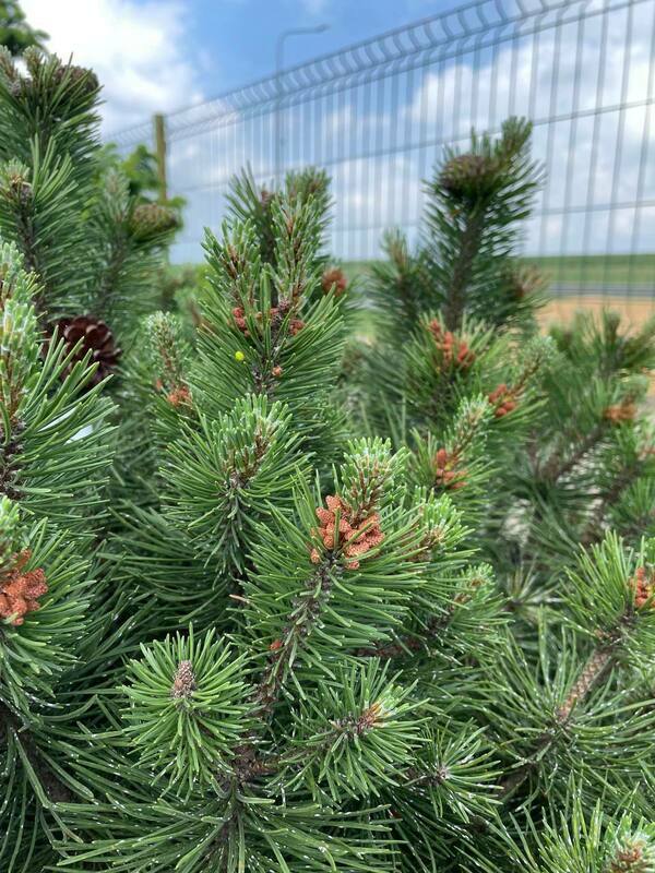 Сосна горная Колумнарис (Pinus mugo 'Columnaris')