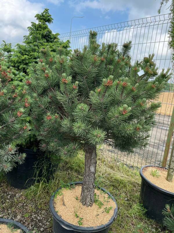 Сосна горная Колумнарис (Pinus mugo 'Columnaris')
