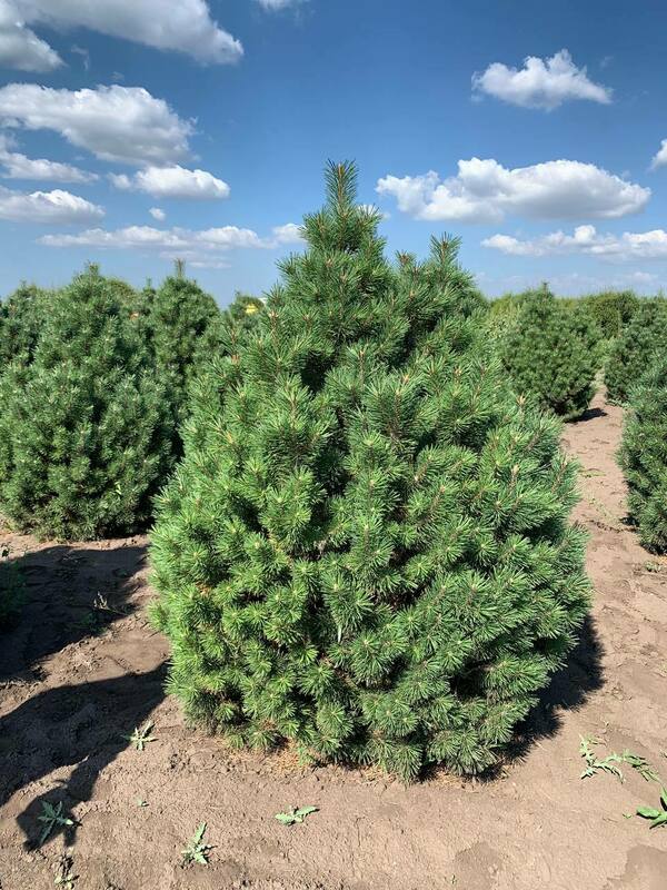 Сосна горная Колумнарис (Pinus mugo 'Columnaris')