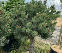 Сосна горная Колумнарис (Pinus mugo 'Columnaris')