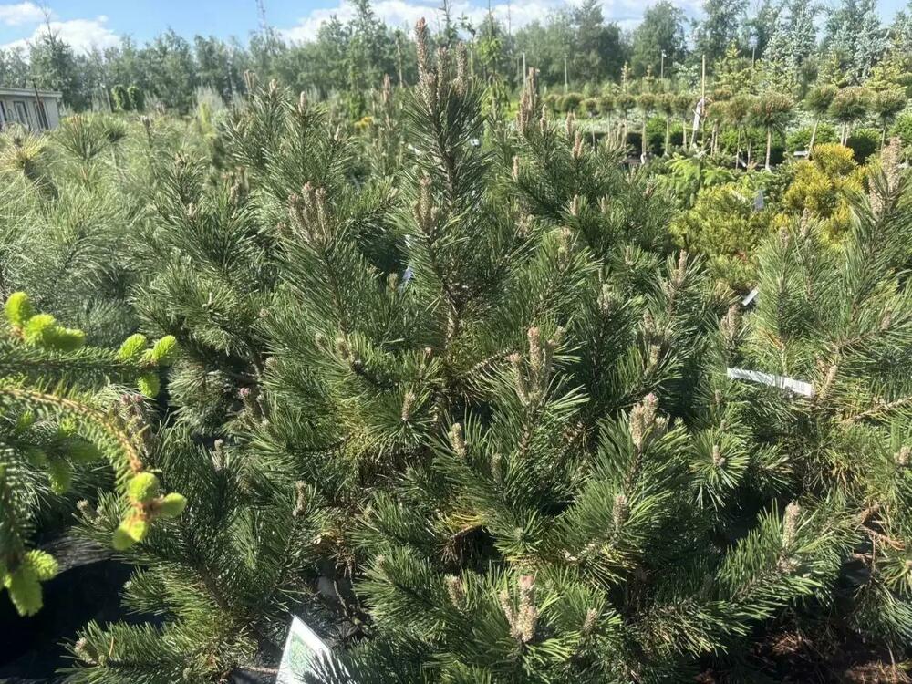 Сосна горная Гном (Pinus mugo 'Gnom')