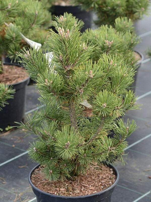 Сосна горная Гном (Pinus mugo 'Gnom')