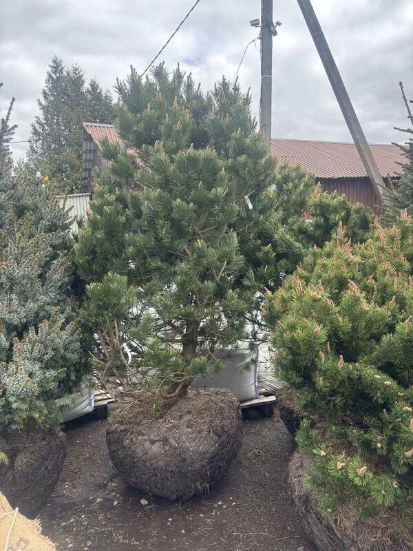 Сосна горная Гном (Pinus mugo 'Gnom')