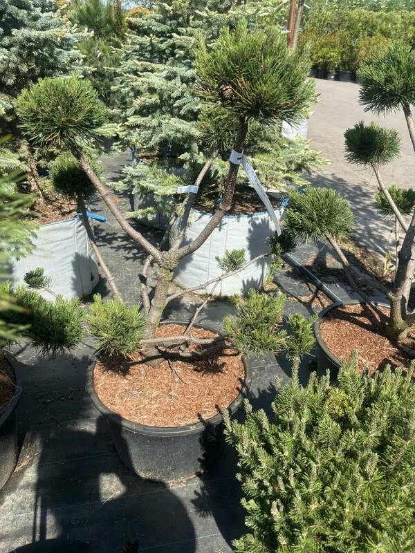 Сосна горная Гном (Pinus mugo 'Gnom')