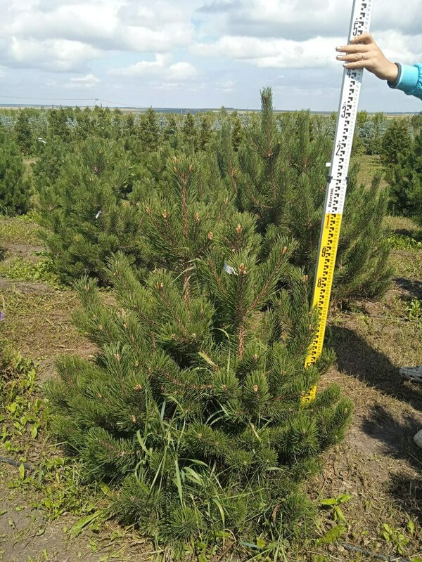 Сосна горная Гном (Pinus mugo 'Gnom')