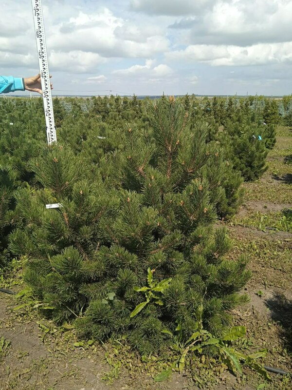 Сосна горная Гном (Pinus mugo 'Gnom')