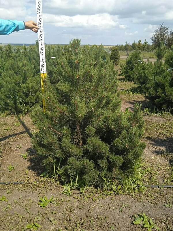 Сосна горная Гном (Pinus mugo 'Gnom')