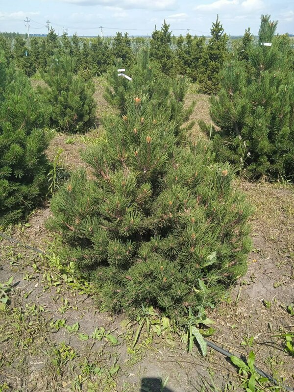 Сосна горная Гном (Pinus mugo 'Gnom')
