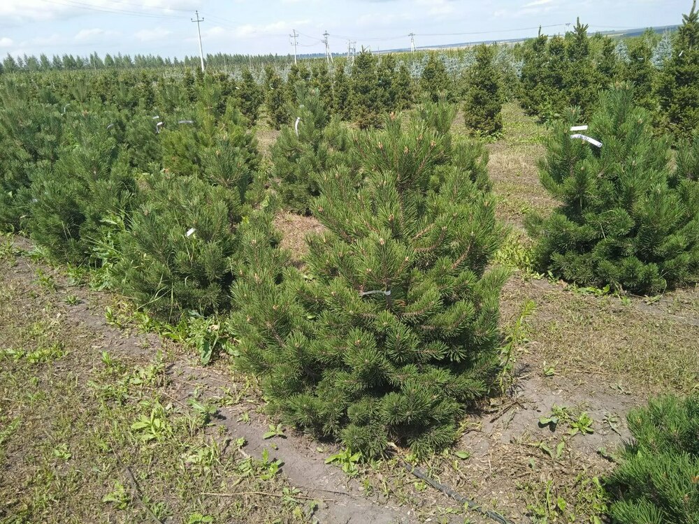 Сосна горная Гном (Pinus mugo 'Gnom')