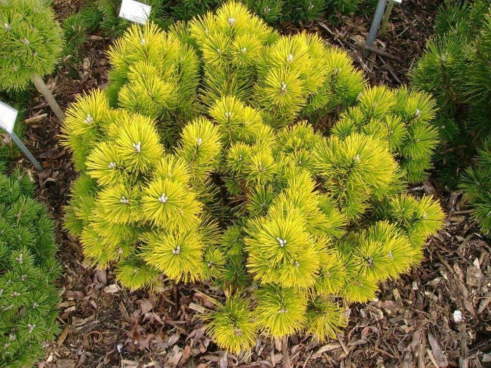 Сосна горная Голден Глоу (Pinus mugo 'Golden Glow')