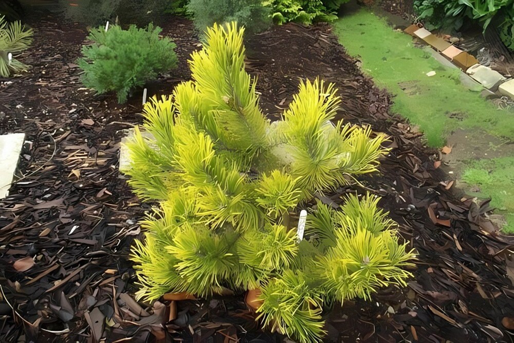 Сосна горная Голден Глоу (Pinus mugo 'Golden Glow')