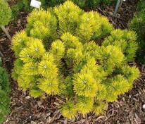 Сосна горная Голден Глоу (Pinus mugo 'Golden Glow')