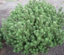 Сосна горная Хампи (Pinus mugo 'Humpy')