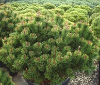 Сосна горная Лаурин (Pinus mugo 'Laurin')