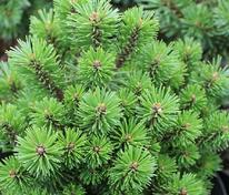 Сосна горная Миникин (Pinus mugo 'Minikin')
