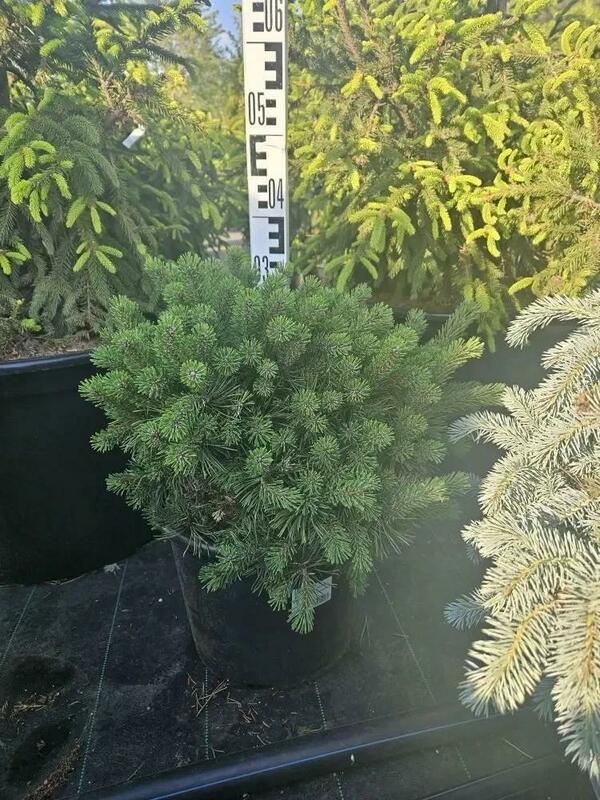 Сосна горная Мопс (Pinus mugo 'Mops')