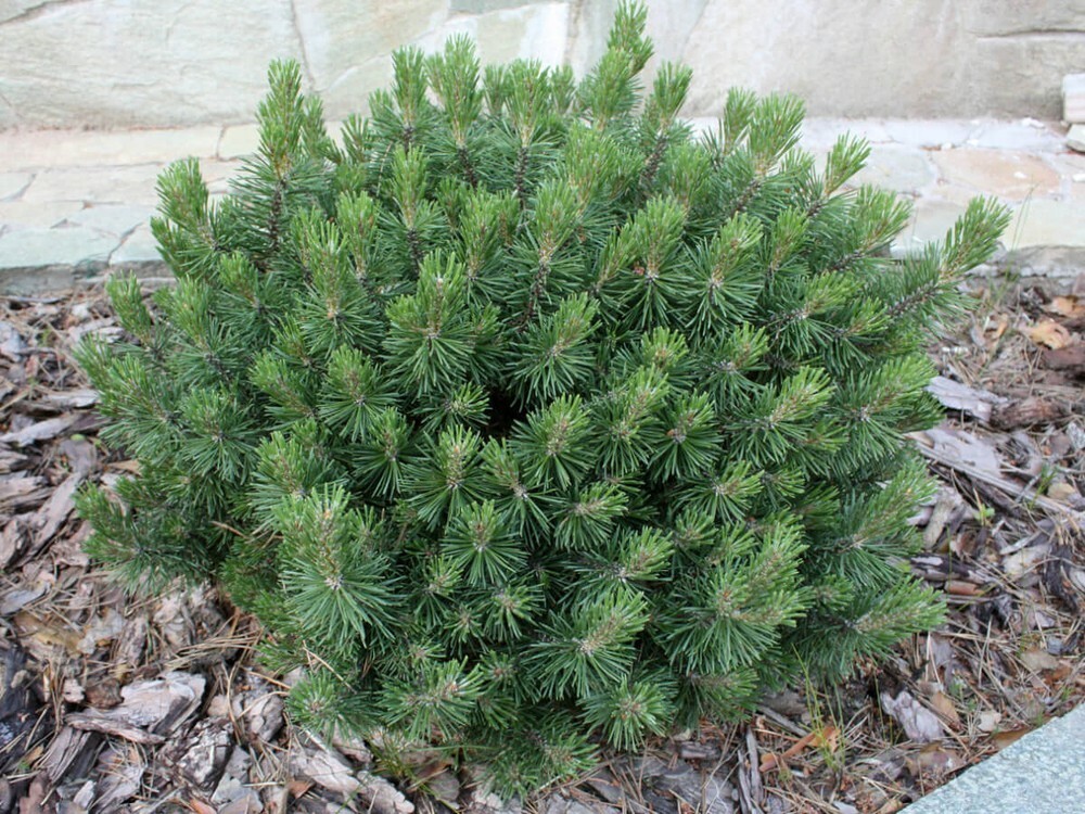 Сосна горная Мопс (Pinus mugo 'Mops')