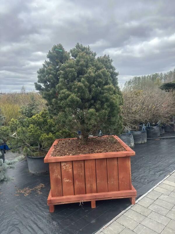 Сосна горная Мопс (Pinus mugo 'Mops')