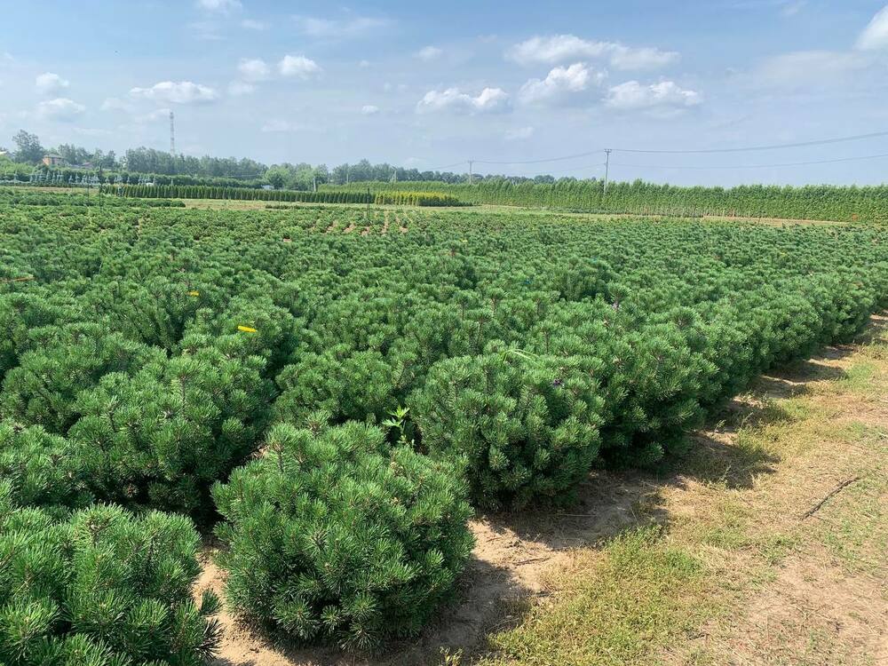 Сосна горная Мопс (Pinus mugo 'Mops')