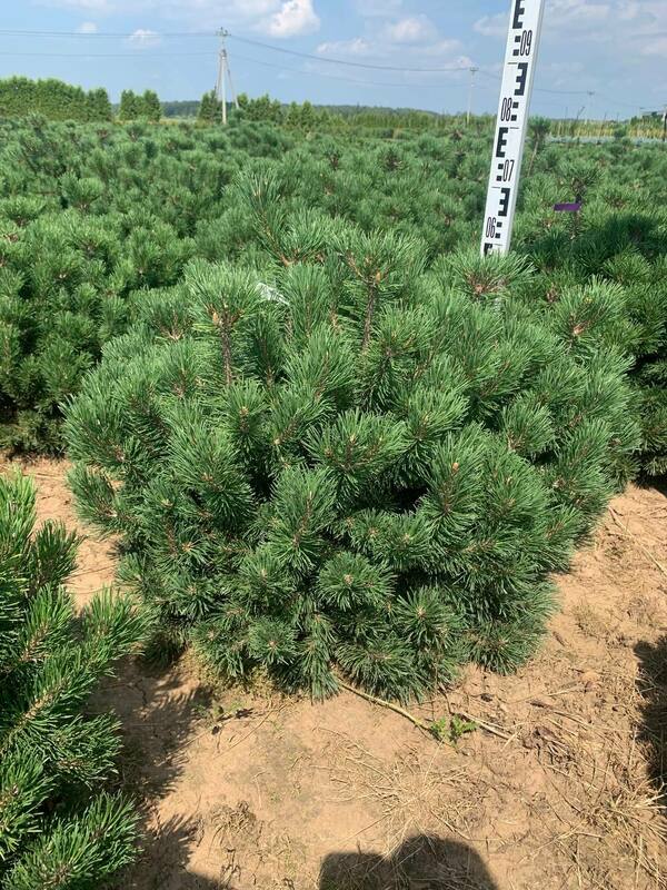 Сосна горная Мопс (Pinus mugo 'Mops')