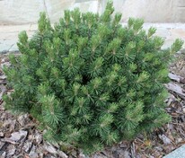Сосна горная Мопс (Pinus mugo 'Mops')