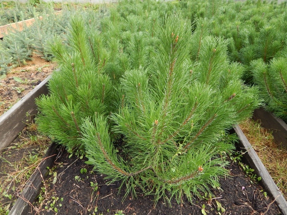 Сосна горная Мугус (Pinus mugo var. mughus)