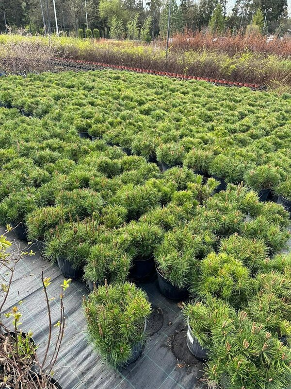 Сосна горная Мугус (Pinus mugo var. mughus)