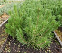 Сосна горная Мугус (Pinus mugo var. mughus)