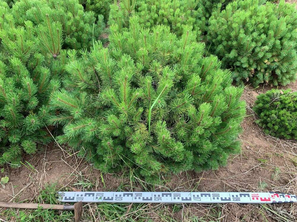 Сосна горная Офир (Pinus mugo 'Ophir')