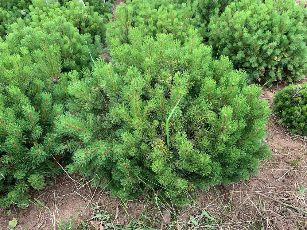 Сосна горная Офир (Pinus mugo 'Ophir')