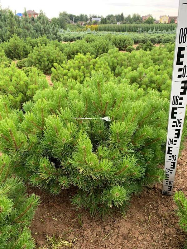 Сосна горная Офир (Pinus mugo 'Ophir')