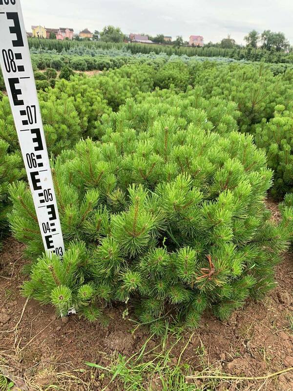 Сосна горная Офир (Pinus mugo 'Ophir')