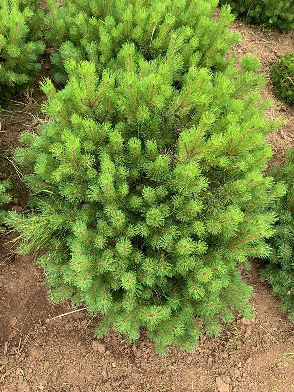 Сосна горная Офир (Pinus mugo 'Ophir')