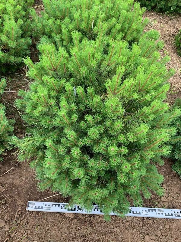 Сосна горная Офир (Pinus mugo 'Ophir')