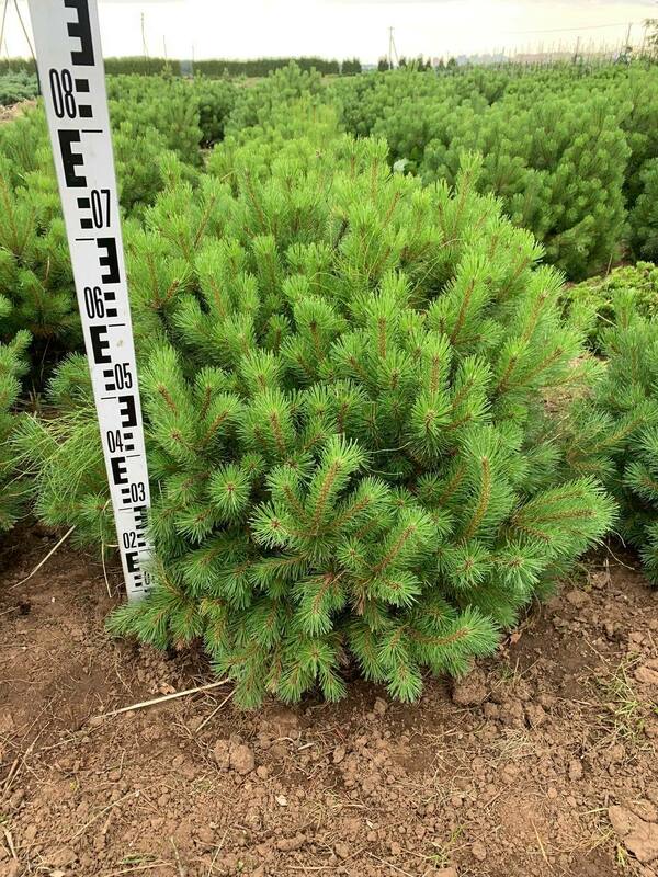 Сосна горная Офир (Pinus mugo 'Ophir')