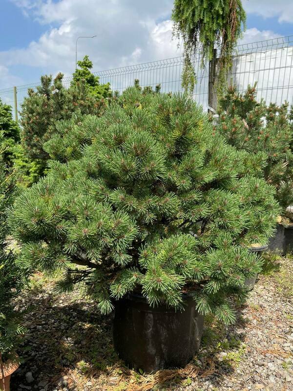 Сосна горная Офир (Pinus mugo 'Ophir')