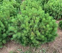 Сосна горная Офир (Pinus mugo 'Ophir')
