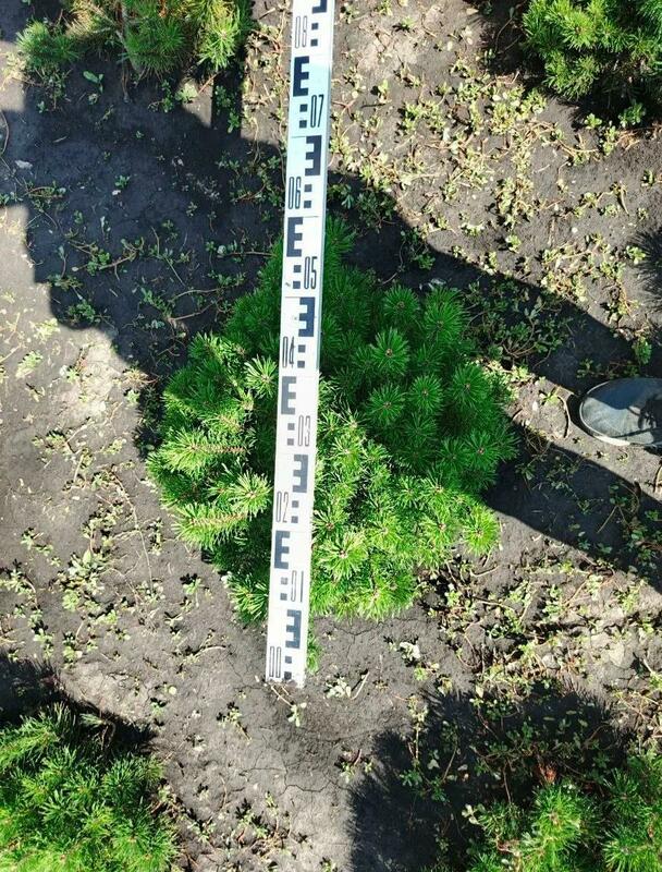 Сосна горная Пумилио (Pinus mugo var. pumilio)