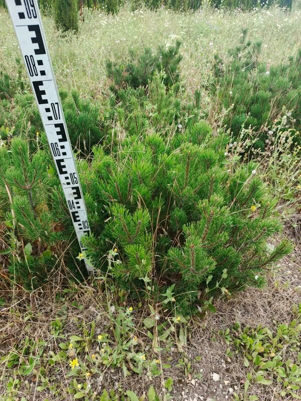 Сосна горная Пумилио (Pinus mugo var. pumilio)
