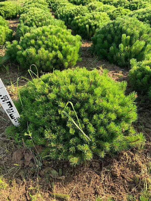 Сосна горная Пумилио (Pinus mugo var. pumilio)