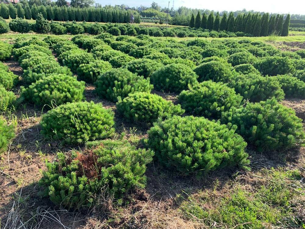 Сосна горная Пумилио (Pinus mugo var. pumilio)