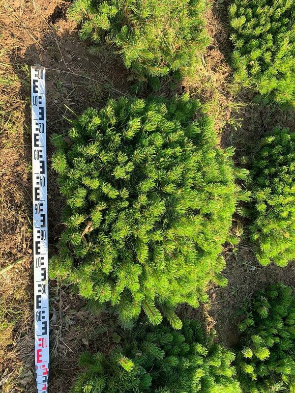 Сосна горная Пумилио (Pinus mugo var. pumilio)